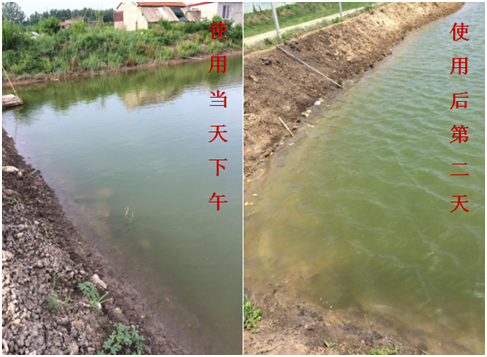 肥水困難、藻類(lèi)缺乏處理前后效果