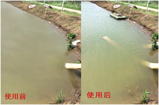 渾濁水、對(duì)蝦吃料差怎么處理？